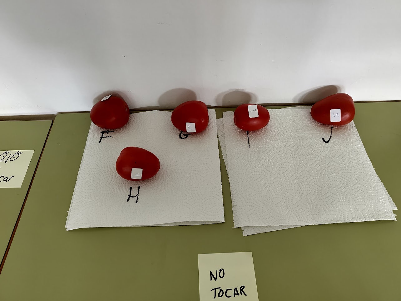 Cinco tomates, etiquetados desde la F hasta la J, colocados lateralmente sobre papel de cocina.